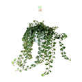 Hedera Wonder Green (lierre) – Ø24 cm, 70 cm de haut – art. 2890