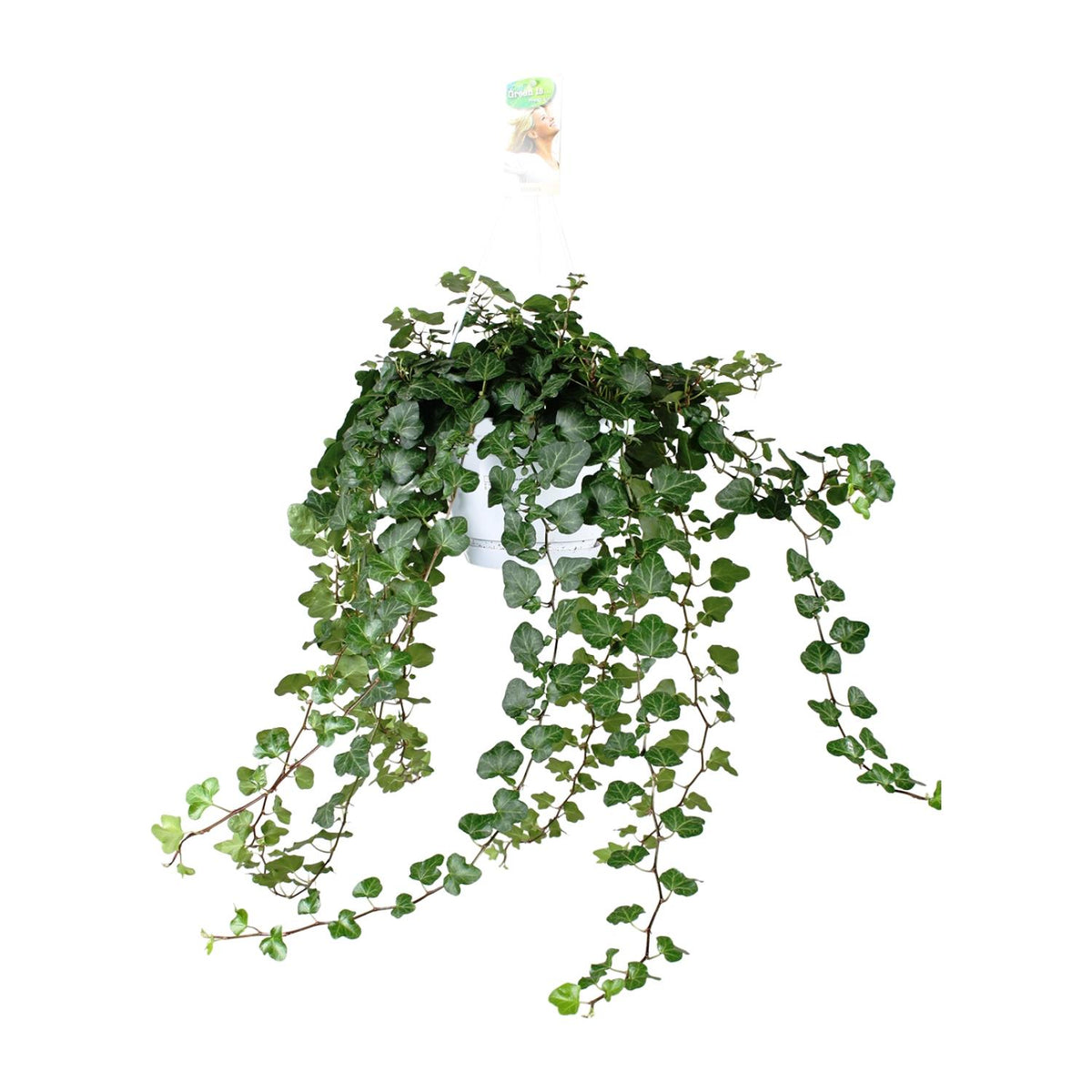 Hedera Wonder Green (lierre) – Ø24 cm, 70 cm de haut – art. 2890