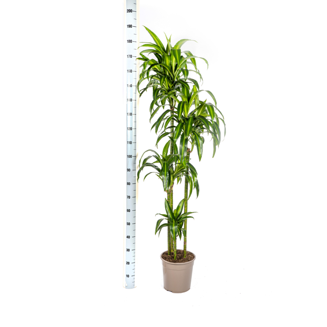 Dracaena Deremensis Hawaiian Sunshine (drakenboom) – Ø27 cm, 170–190 cm hoog
