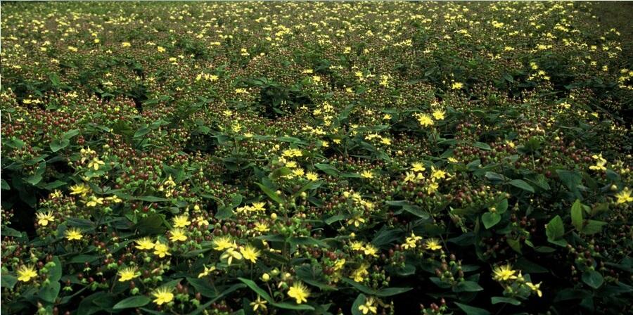 Hypericum inodorum 'Rheingold' (hjortemønje) – 48 planter, Ø9 cm, 10–25 cm høje – billede 6