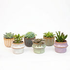 Vetplanten in keramische mini-potjes barcelona – Ø6 cm, 8–12 cm hoog – art. 57164