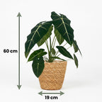 Alocasia Frydek (elefantøre) med kurv – Ø19 cm, 60 cm høj