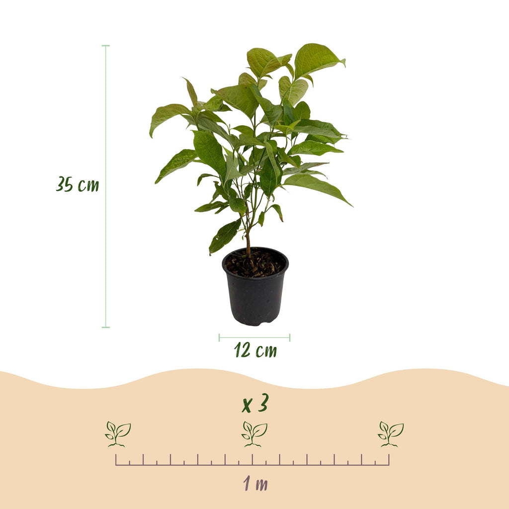 Cornus mas (kandis) – gul – Ø12 cm, 35 cm høj – billede 3