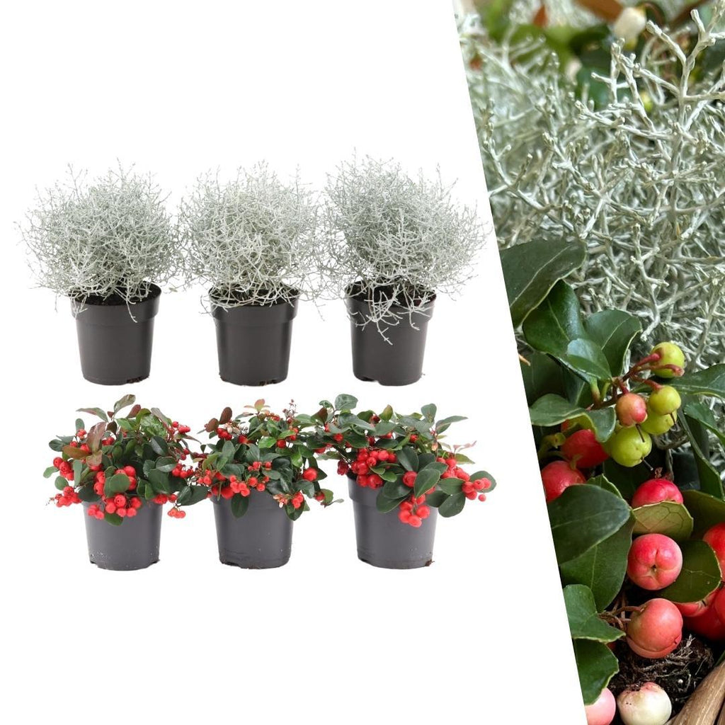 Gaultheria '+ 3x Calocephalus' (mountain tea) – Ø10 cm, 15 cm high