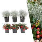 Gaultheria '+ 3x Calocephalus' (mountain tea) – Ø10 cm, 15 cm high