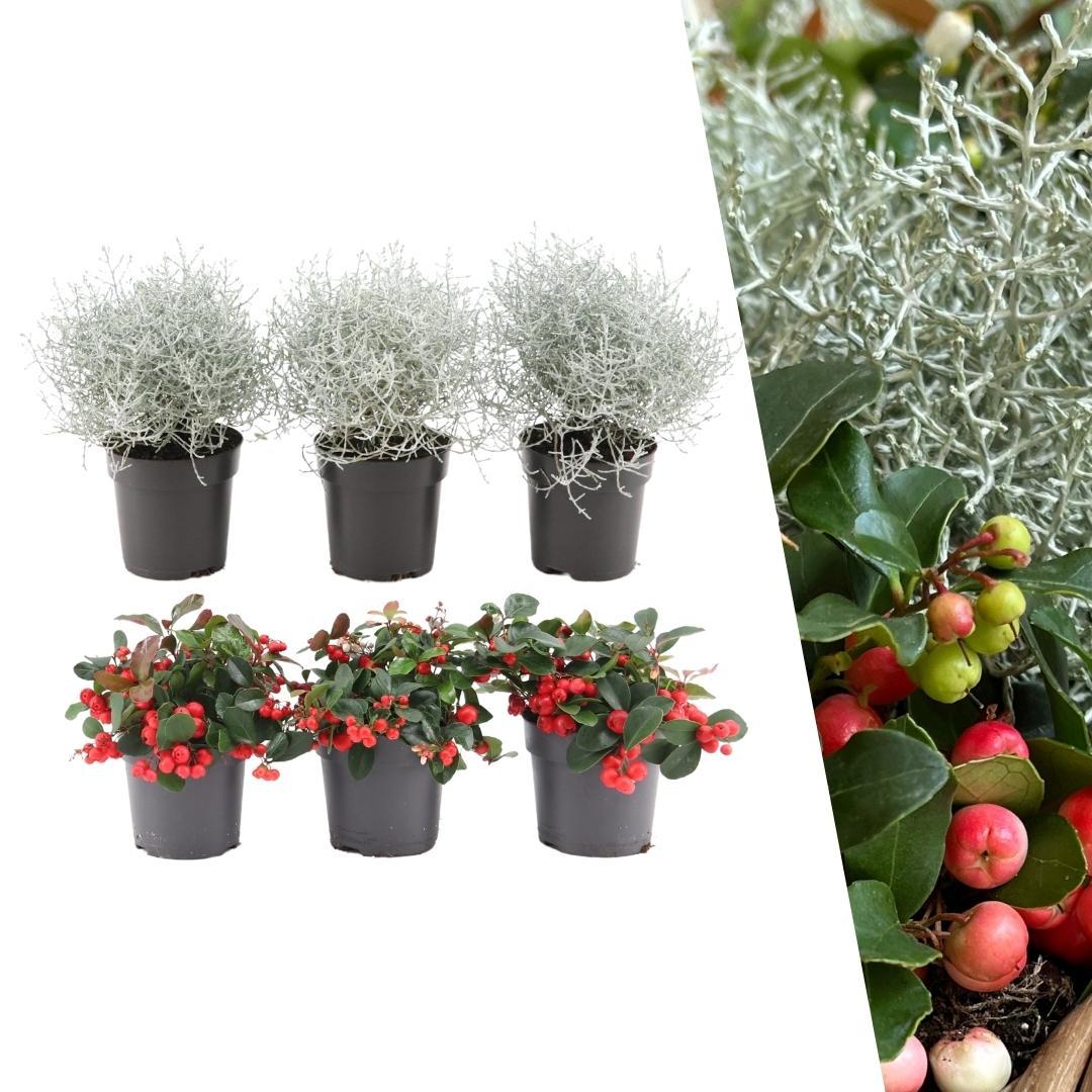 Gaultheria '+ 3x Calocephalus' (mountain tea) – Ø10 cm, 15 cm high