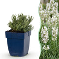 Lavandula angustifolia 'Edelweiss' (lavande) – blanc – 12 plants, Ø11 cm, 15–25 cm de haut