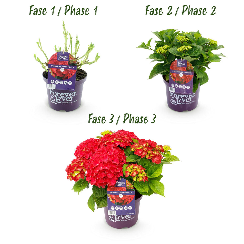 Hydrangea 'Forever &amp; Ever' (Hortensie) – rot – Ø 23 cm, 55 cm hoch – Bild 4