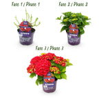 Hydrangea 'Forever & Ever' (Hortensie) – rot – Ø 23 cm, 55 cm hoch