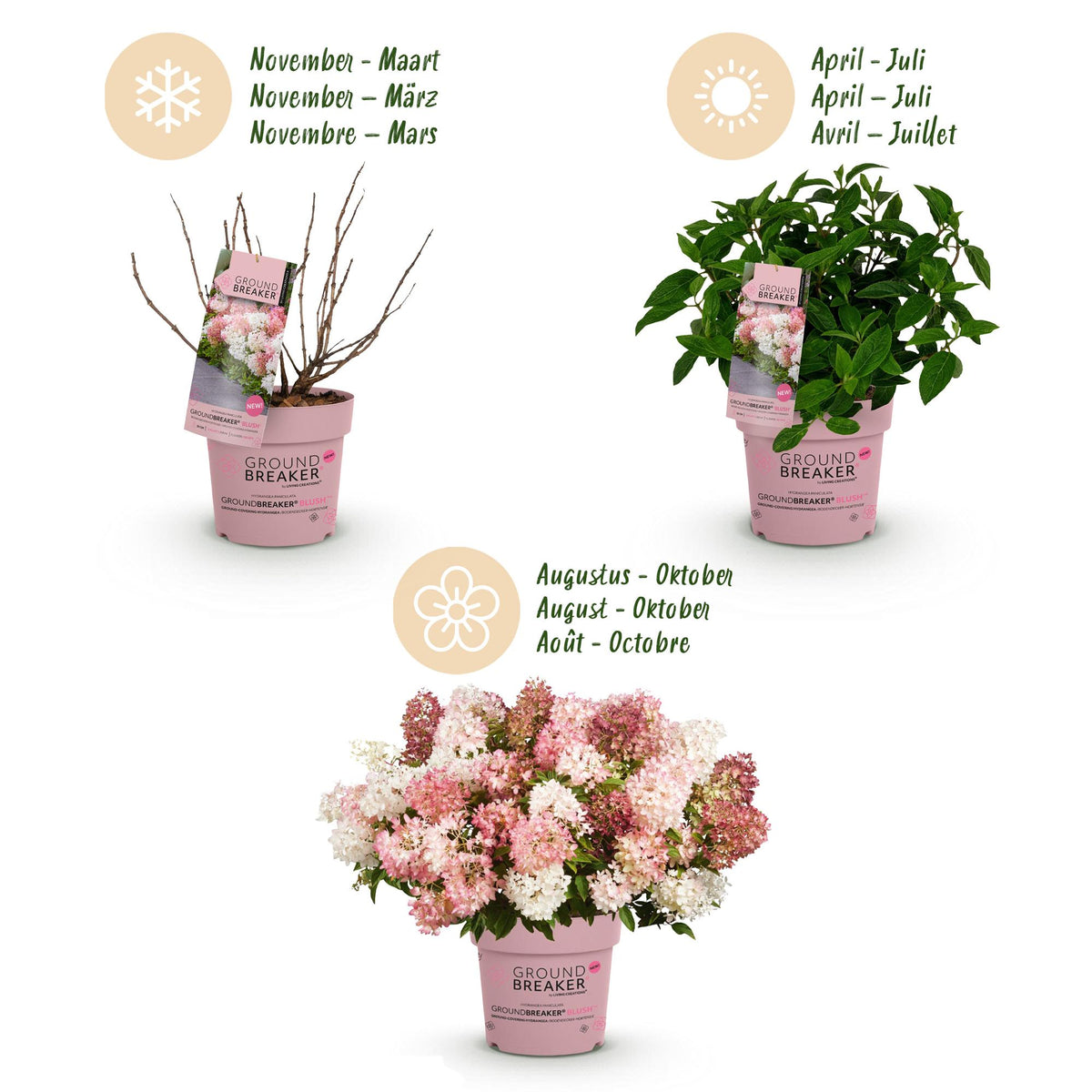 Hydrangea panniculata 'Groundbreaker Blush' (pluimhortensia) – roze – Ø14 cm, 20–25 cm hoog