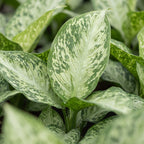 Dieffenbachia Snow – Ø6 cm, 15 cm de haut