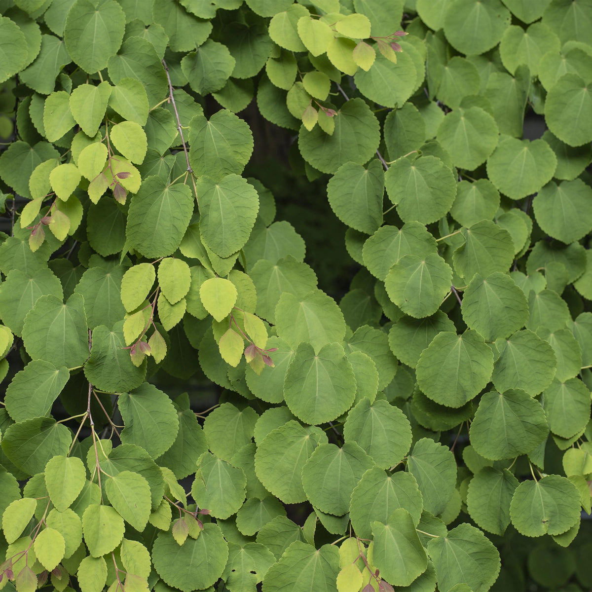 Cercidiphyllum japonicum (katsuraboom) – 3 planten, Ø12 cm, 35 cm hoog