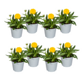 Coreopsis grandiflora (Korbblütler) – 8 Pflanzen, Ø13 cm, 25–35 cm hoch