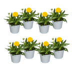 Coreopsis grandiflora (Korbblütler) – 8 Pflanzen, Ø13 cm, 25–35 cm hoch
