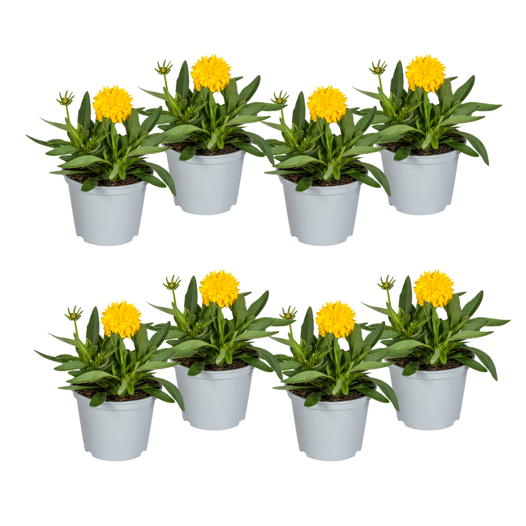 Coreopsis grandiflora (Korbblütler) – 8 Pflanzen, Ø13 cm, 25–35 cm hoch