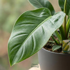 Philodendron Imperial Green dans pot de présentation gris – Ø19 cm, 65 cm de haut