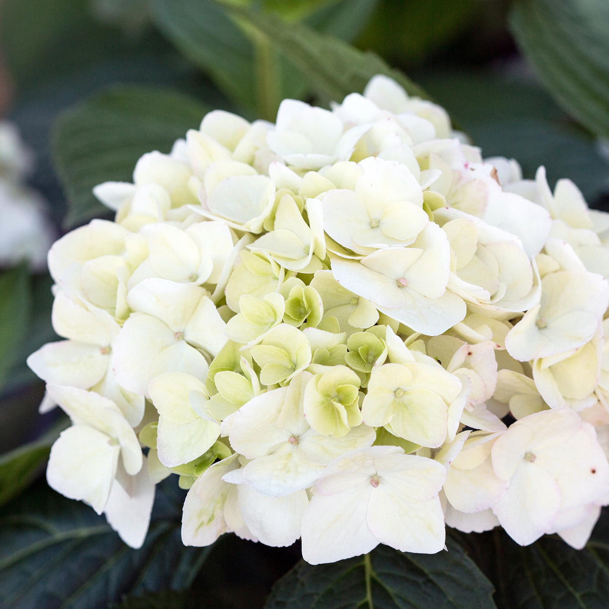 Hydrangea 'Endless Summer The Bride' (hortensia) – wit – 2 planten, Ø14 cm, 20–25 cm hoog – photo 5
