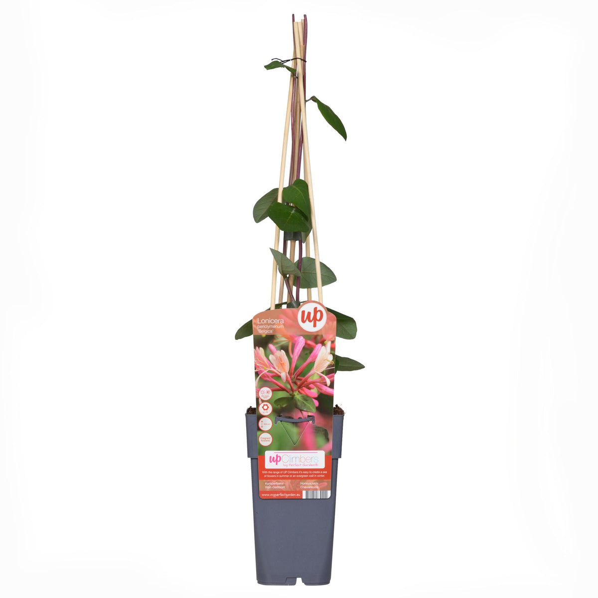 Lonicera periclymenum 'Belgica' (honeysuckle) – 4 plants, Ø15 cm, 65 cm high – photo 3
