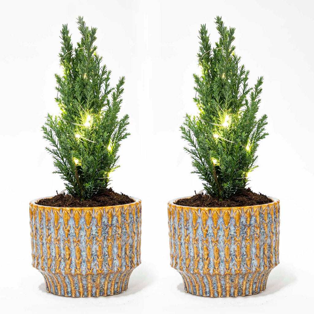 2× Julgran 'Ellwoodii' (Chamaecyparis) i Echo-lerkruka – Ø9 cm, 25–30 cm hög – bild 2