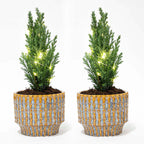 2× Julgran 'Ellwoodii' (Chamaecyparis) i Echo-lerkruka – Ø9 cm, 25–30 cm hög