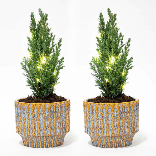 2× Sapin de Noël 'Ellwoodii' (Chamaecyparis) en pot décoratif Echo – Ø9 cm, 25–30 cm de haut