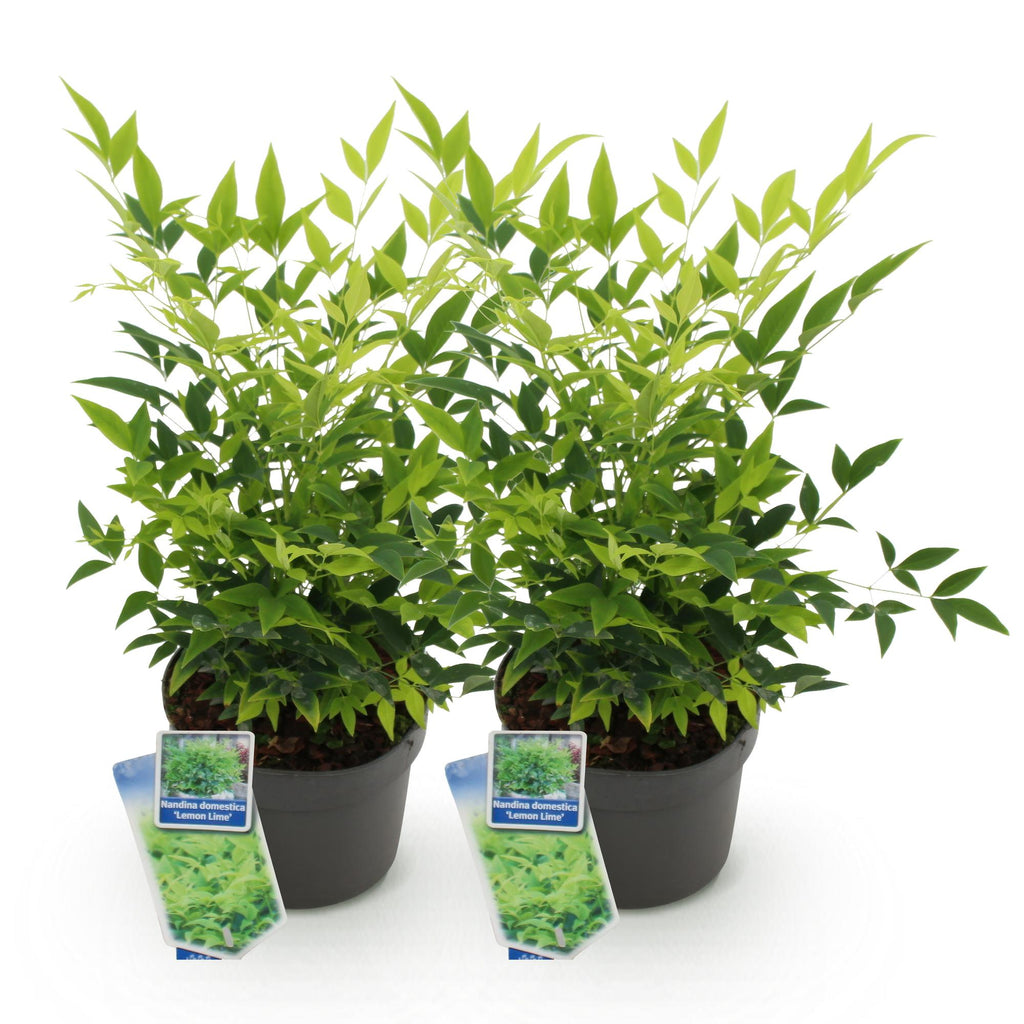 Nandina 'Lemon &amp; Lime' (Himmlisches Bambus) – gelb – 2 Pflanzen, Ø 17 cm, 45 cm hoch – Bild 2