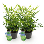 Nandina 'Lemon & Lime' (Himmlisches Bambus) – gelb – 2 Pflanzen, Ø 17 cm, 45 cm hoch