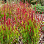 Imperata cylindrica 'Red Baron' (Japanisches Blutgras) – rot – 24 Pflanzen, Ø 11 cm, 15–25 cm hoch