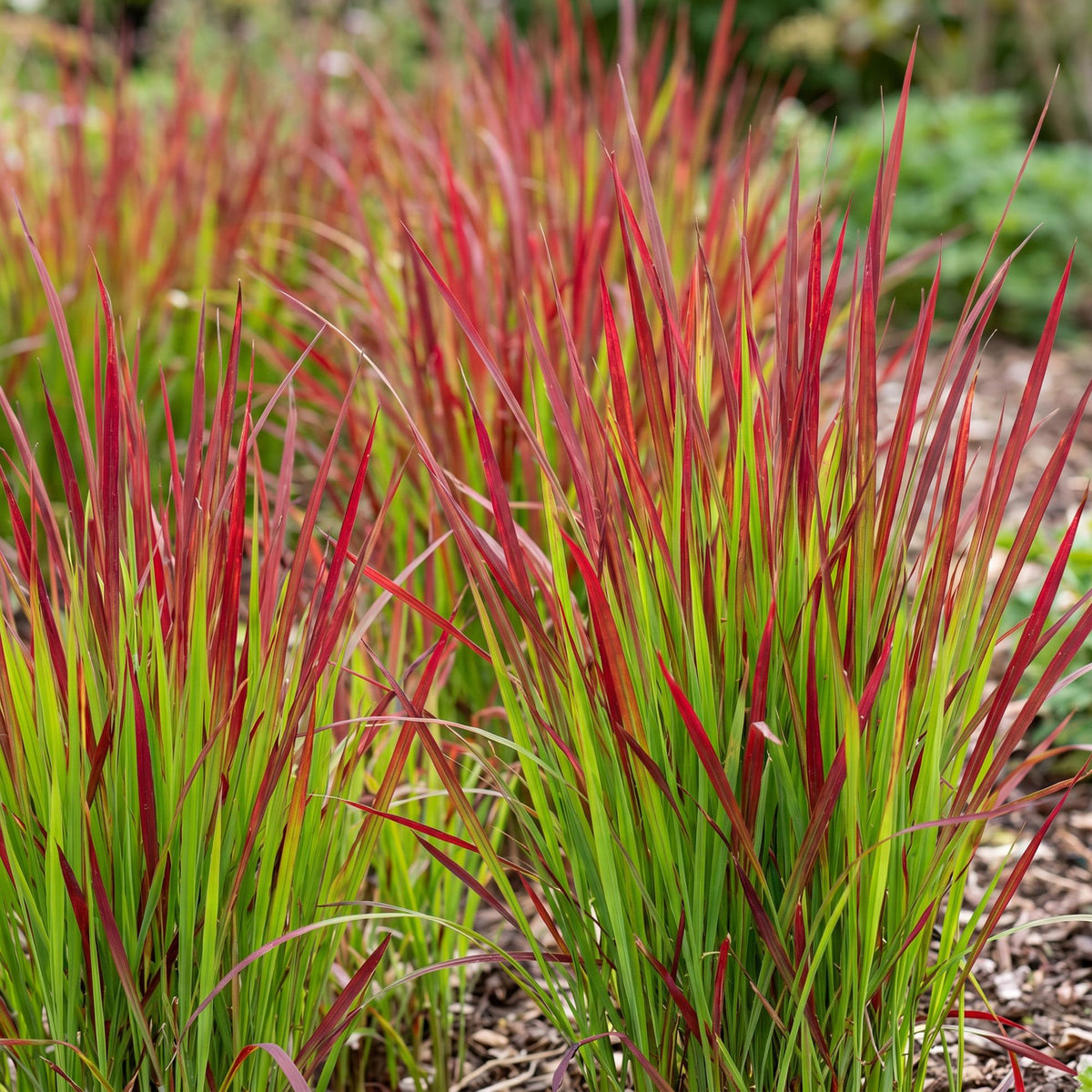 Imperata cylindrica 'Red Baron' (Japanisches Blutgras) – rot – 24 Pflanzen, Ø 11 cm, 15–25 cm hoch – Bild 6