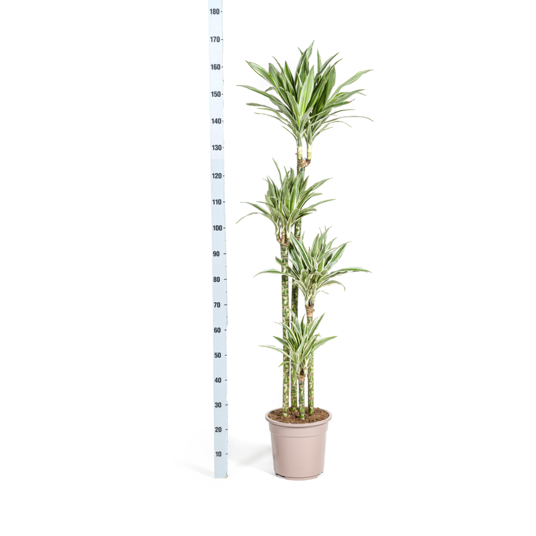 Dracaena Deremensis White Stripe (Drachenbaum) – Ø 27 cm, 170–190 cm hoch