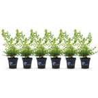 Buxus – 6 Pflanzen, Ø 13 cm, 30–35 cm hoch