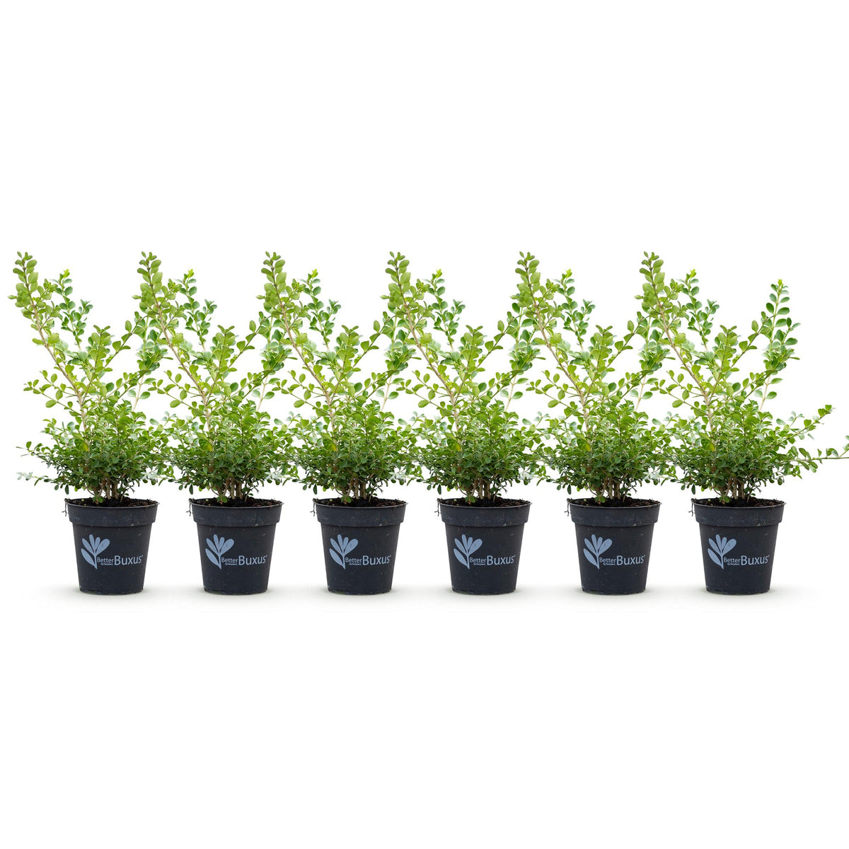 Buxus – 6 Pflanzen, Ø 13 cm, 30–35 cm hoch