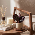 Calathea Dottie® – Ø6 cm, 15 cm de haut