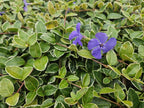 Vinca minor 'Ralph Shugert' (periwinkle) – 12 plants, Ø9 cm, 10–25 cm high