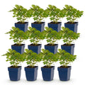 Astilbe chin. 'Pumila' (astilbe) – violet – 12 plants, Ø11 cm, 15–25 cm de haut