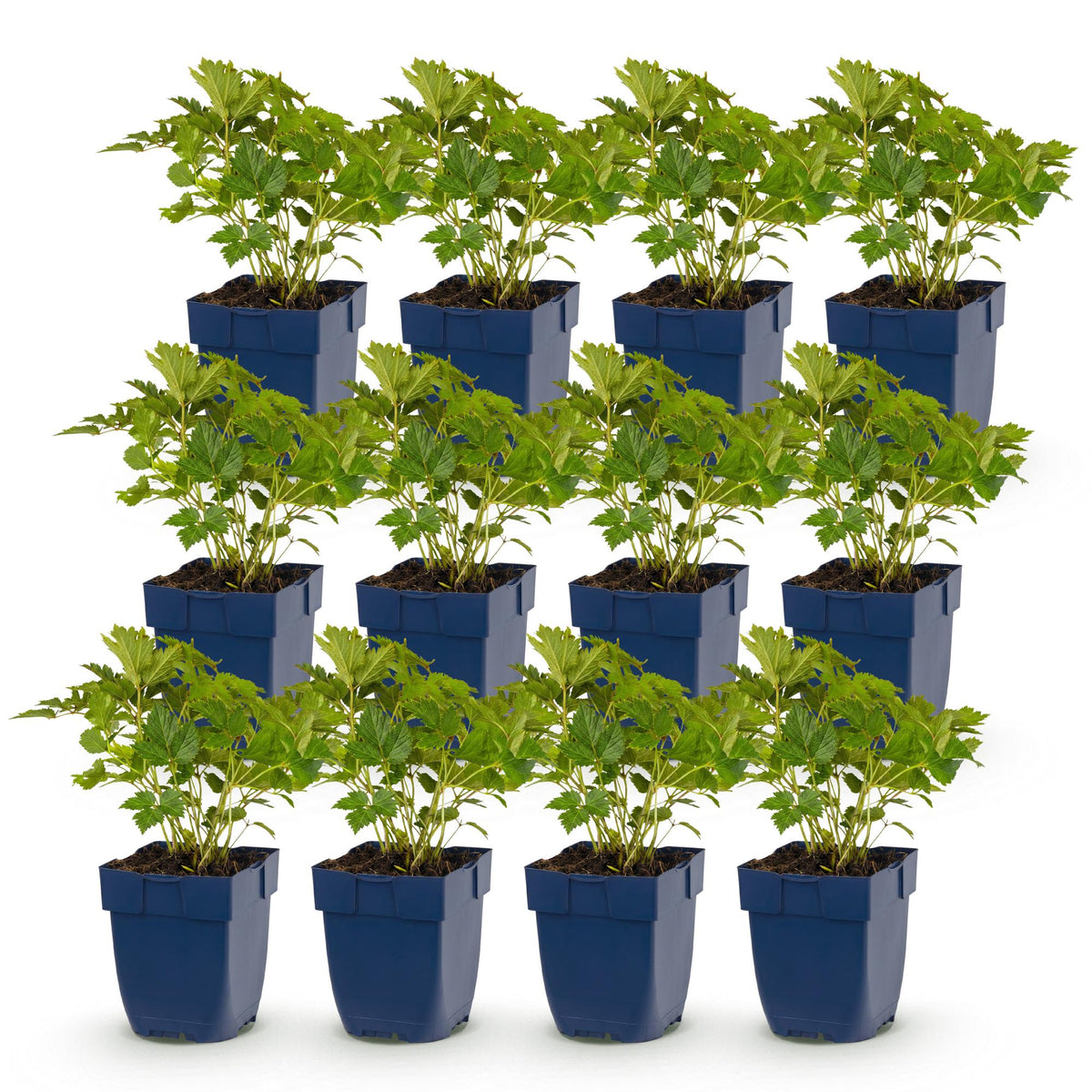 Astilbe chin. 'Pumila' (Chinesische Astilbe) – violett – 12 Pflanzen, Ø 11 cm, 15–25 cm hoch