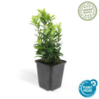 Euonymus japonica 'Green Spire' (Japanese spirea) – 12 plants, Ø9 cm, 10–25 cm high