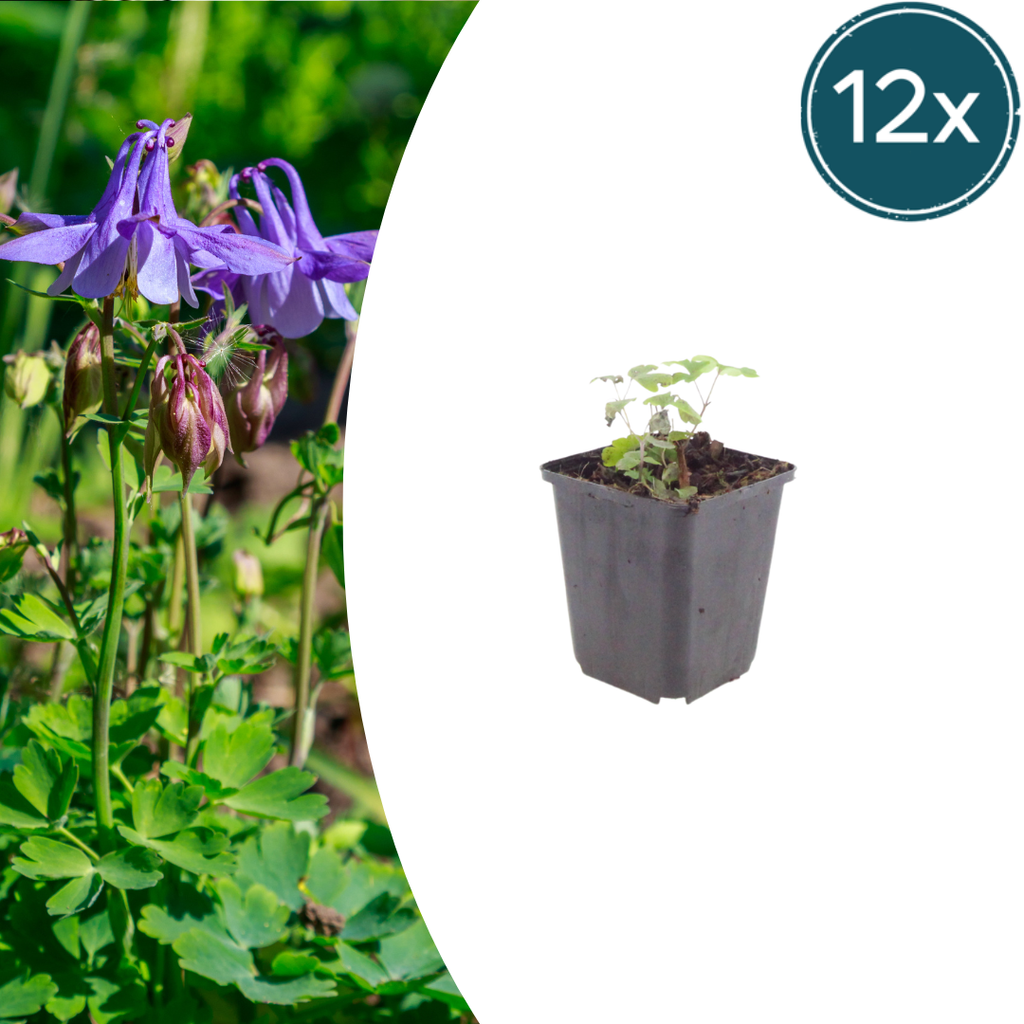 Aquilegia vulgaris (Aronstab) – 12 Pflanzen, Ø 9 cm, 10–25 cm hoch