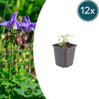 Aquilegia vulgaris (Aronstab) – 12 Pflanzen, Ø 9 cm, 10–25 cm hoch