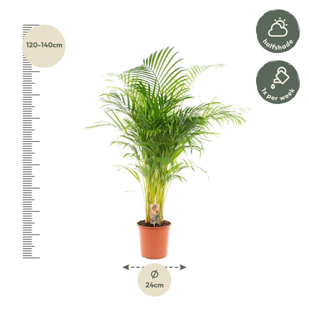 Areca palm (Dypsis) – Ø21 cm, 130 cm hoog