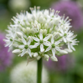 Zierui 'Mount Everest' – 24 Blumenzwiebeln (Zwiebelgröße 16/18)