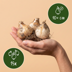Ornamental Iris 'Miami' – 15 flower bulbs (bulb size 10/+)