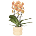Phalaenopsis 'Sunny Bunny Niagara Falls' orange (orchidée) dans pot décoratif Horizon jaune – Ø12 cm, 52 cm de haut