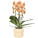 Phalaenopsis 'Sunny Bunny Niagara Falls' orange (orchidée) dans pot décoratif Horizon jaune – Ø12 cm, 52 cm de haut