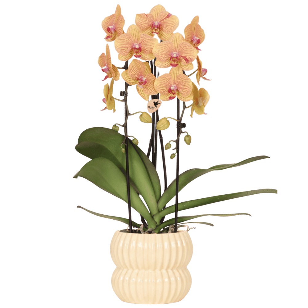 Phalaenopsis 'Sunny Bunny Niagara Falls' oranje (orchidee) in Horizon sierpot geel – Ø12 cm, 52 cm hoog
