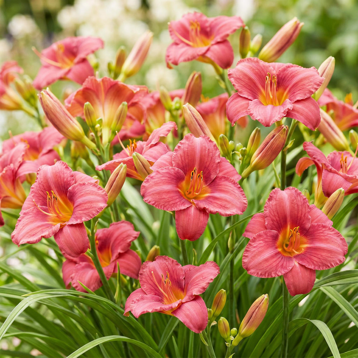 Hemerocallis 'Summer Wine' (daglelie) – paars – 6 planten, Ø11 cm, 15–25 cm hoog