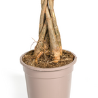 Pachira aquatica (Geldbaum) – Ø 19 cm, 70–90 cm hoch