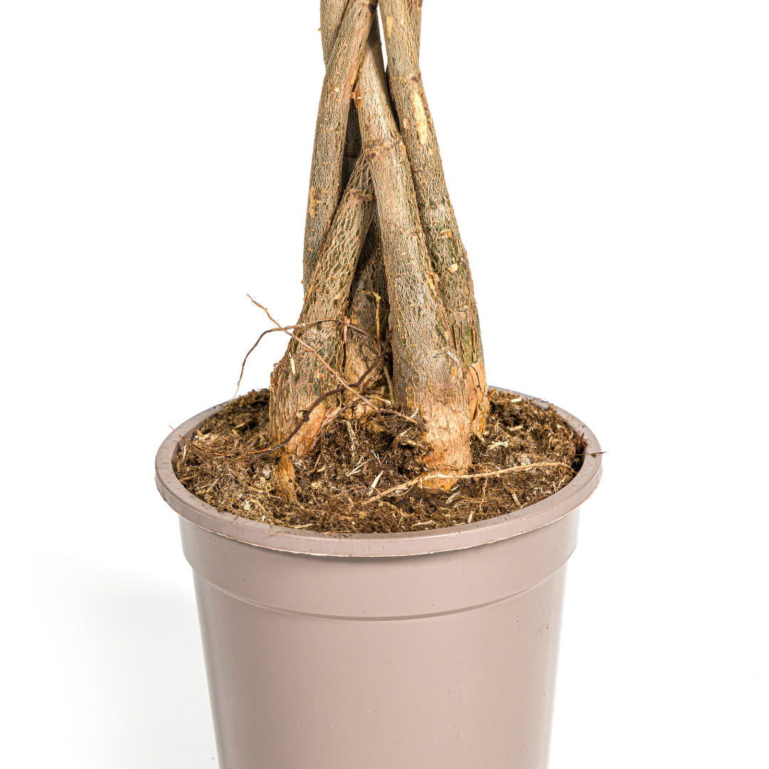Pachira aquatica (Geldbaum) – Ø 19 cm, 70–90 cm hoch