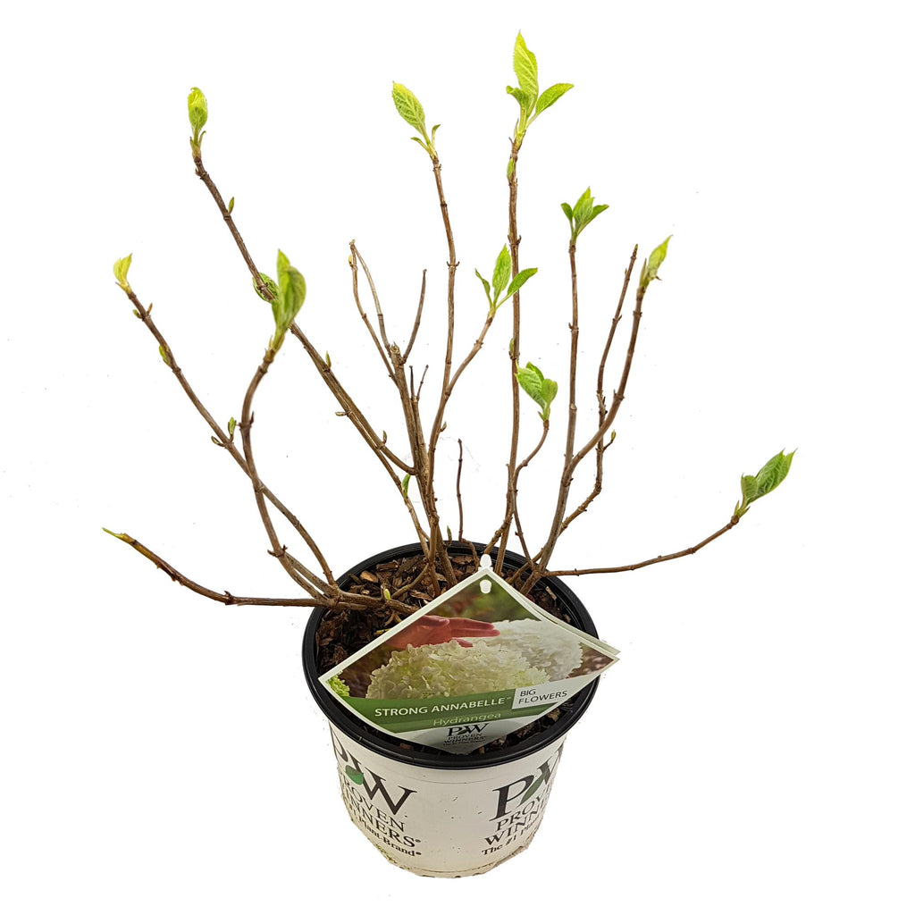 Hydrangea arbo. 'Strong Annabelle' (hydrangea) – Ø19 cm, 30 cm high