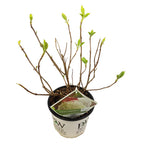 Hydrangea arbo. 'Strong Annabelle' (hydrangea) – Ø19 cm, 30 cm high